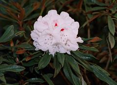 R.triplonaevium Windsor form